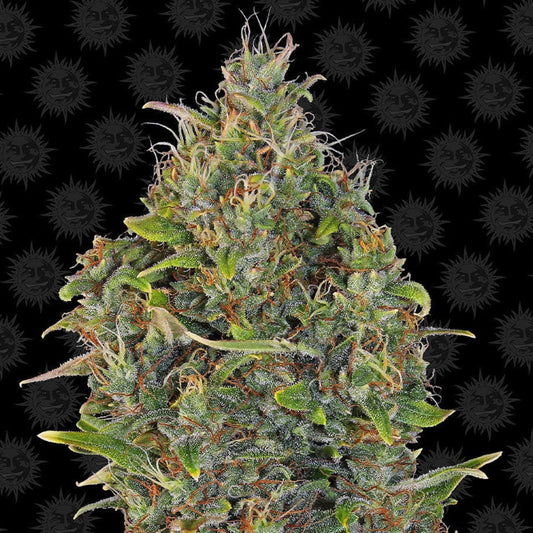 Barney's Farm Critical Kush Auto