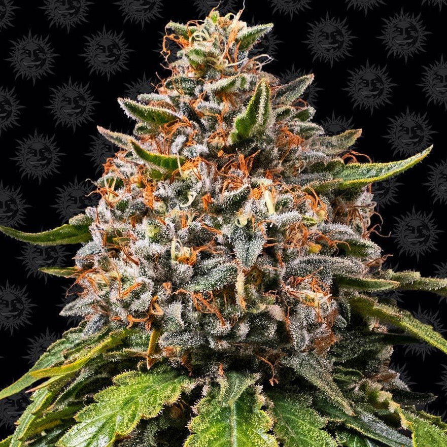 Barney's Farm White Widow XXL