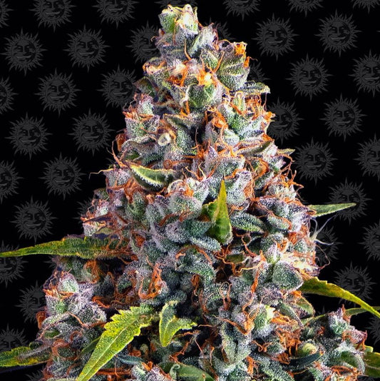 Barney's Farm Strawberry Cheesecake Auto