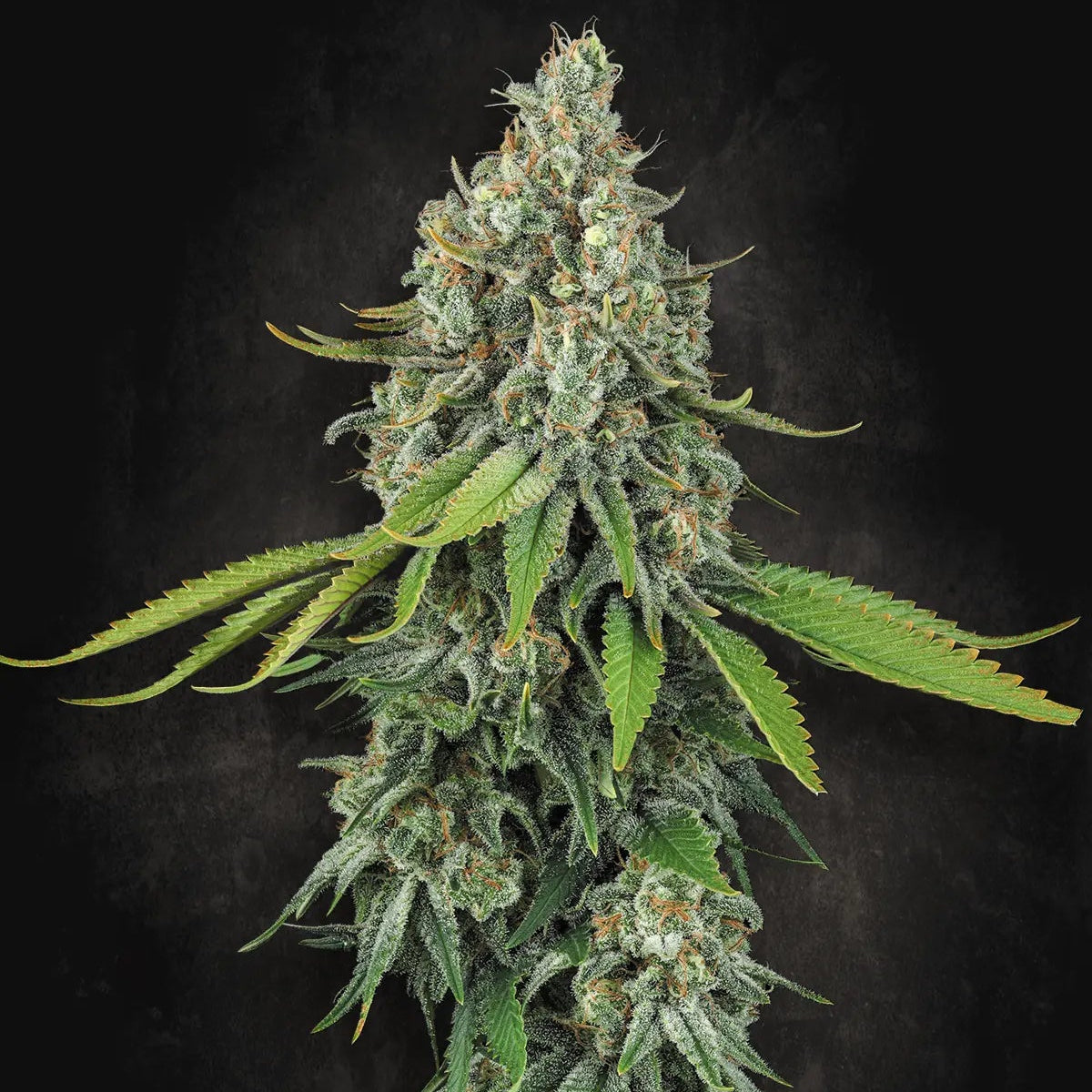 Opium Paradise Seeds