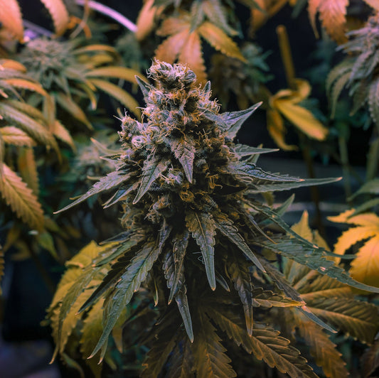 OG Kush