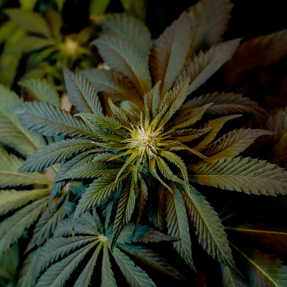 Paradise Seeds L.A. Amnesia